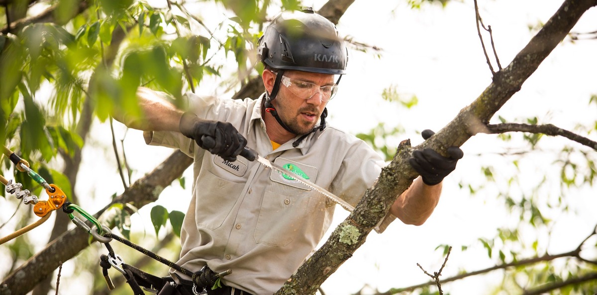 How to Interview a Candidate for a Tree Crew Job