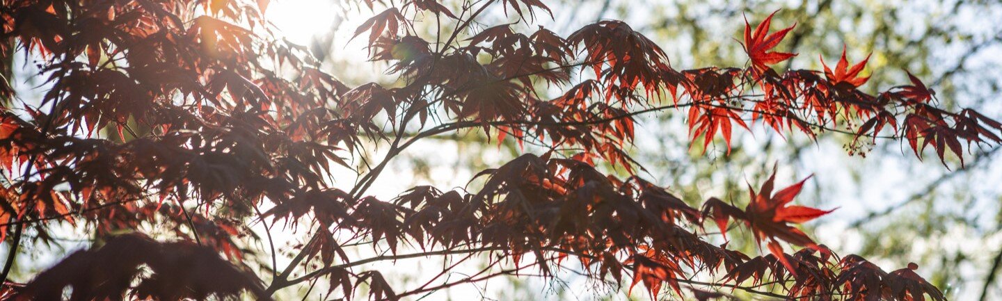 A close-up photo capturing the intricate red foliage of a Japanese Maple tree.