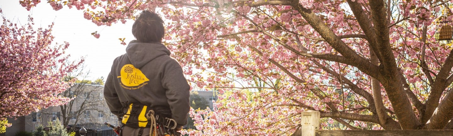 A Joshua Tree Experts professional, wearing safety gear and a company-branded sweatshirt, is looking up at a tree with vibrant pink blossoms. The professional appears to be assessing the health and condition of the tree.